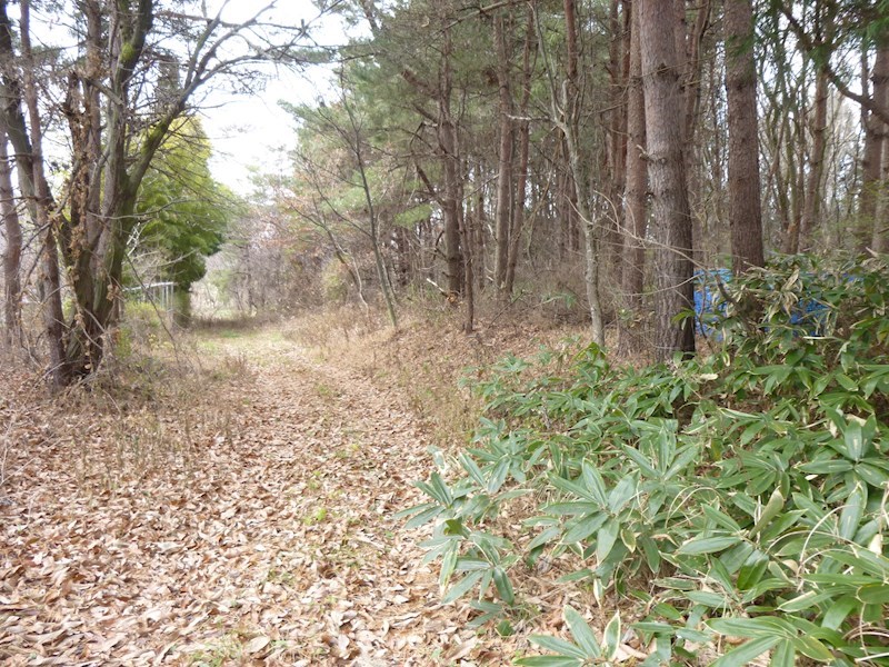 2201　青森県三戸郡階上町大字鳥屋部字沼沢　土地 現地写真
